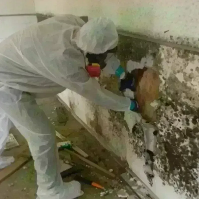 Best Mold Remediation and Removal Service in Blennerhassett, WV